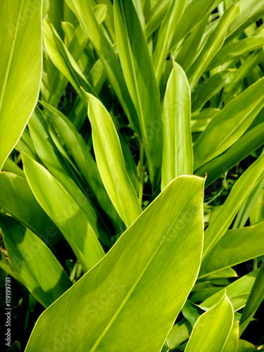 Vegeatation leaf