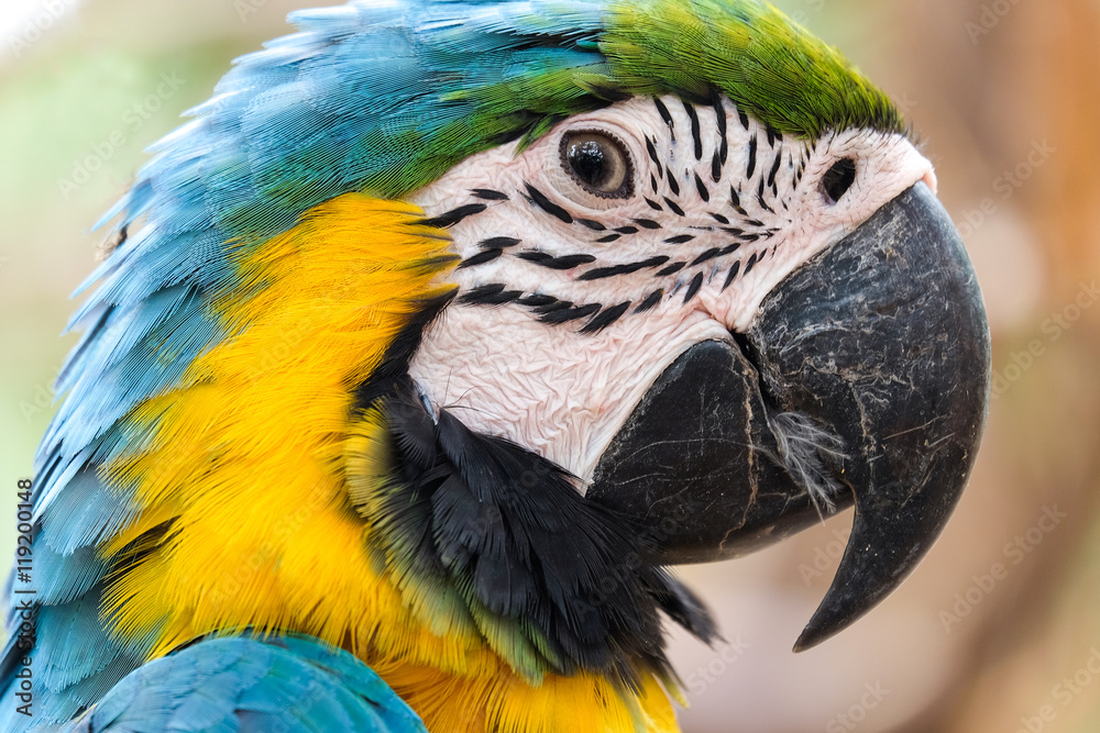 Fototapeta premium Head shot of beautiful Blue and Gold Macaw bird - Soft focus