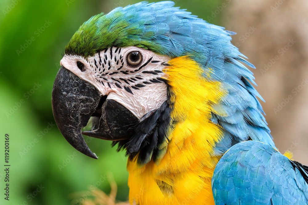 Fototapeta premium Head shot of beautiful Blue and Gold Macaw bird - Soft focus