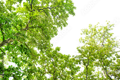 branch of tree nature green leaves texture background. Under the tree view with sunlight and green leaves
