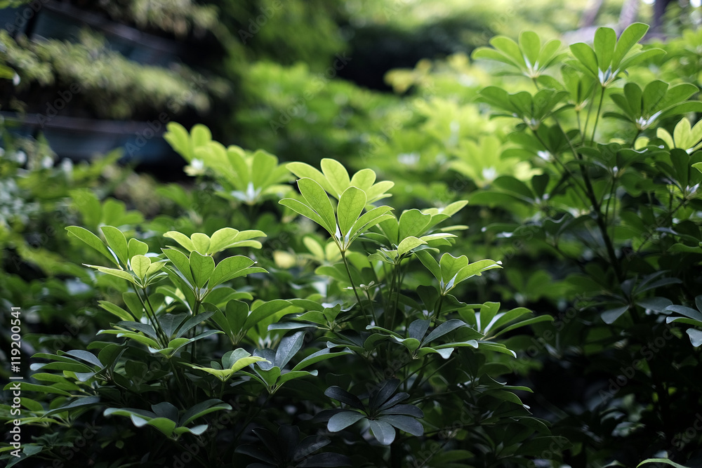 Beautiful green leaves in nature - Soft Focus