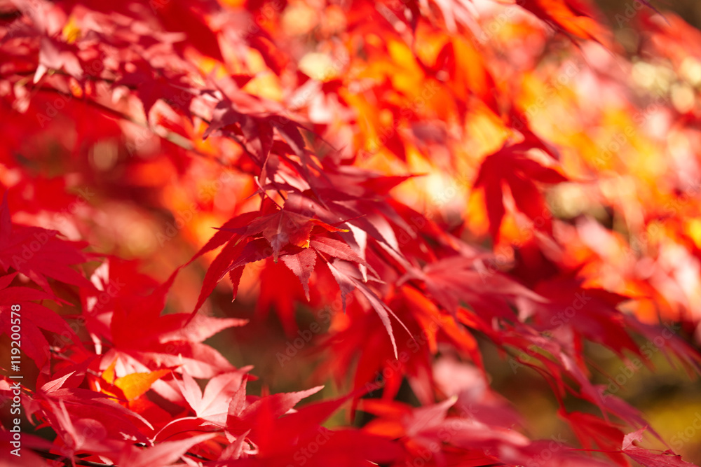 Red foliage, Autumn concept