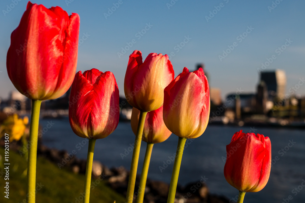 Tulpen am Fluss
