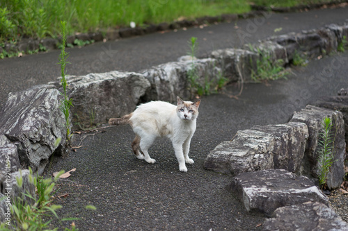 Photography Stray Cat Collection in Tokyo