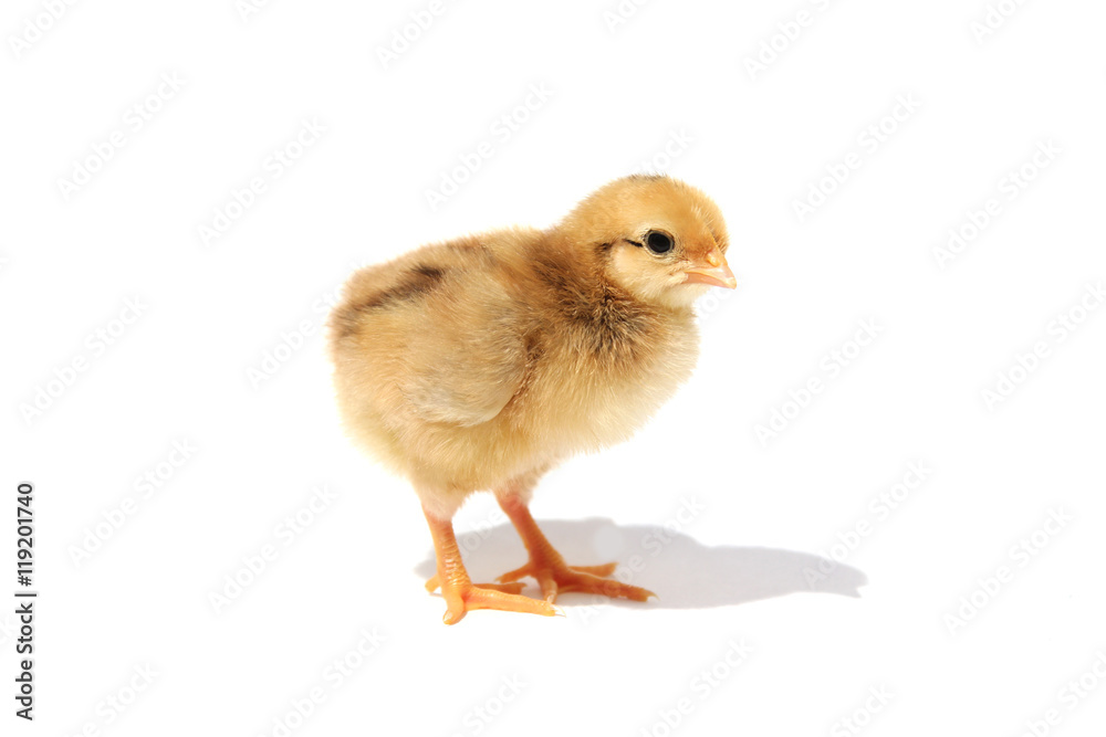 Chick isolated on white background with shadow Chick isolated on white background with shadow