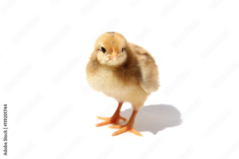 Chick isolated on white background with shadow Chick isolated on white background with shadow