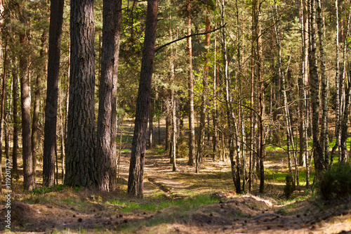 Fototapeta krajobraz spokojny las drzewa wiejski