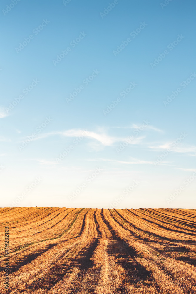 Simple wheat field with blue sky landscape. Simple wheat field with blue sky landscape.
