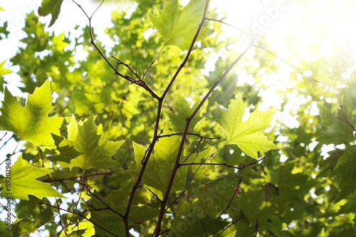 Maple branches with green leaves in sunlight rays.