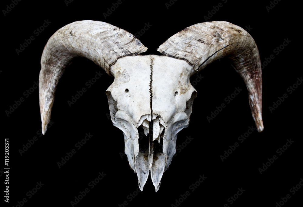 Horned Ram Sheep Skull Head On Black Background Horned Ram Sheep Skull Head On Black Background