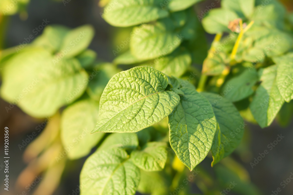 potato Leaves