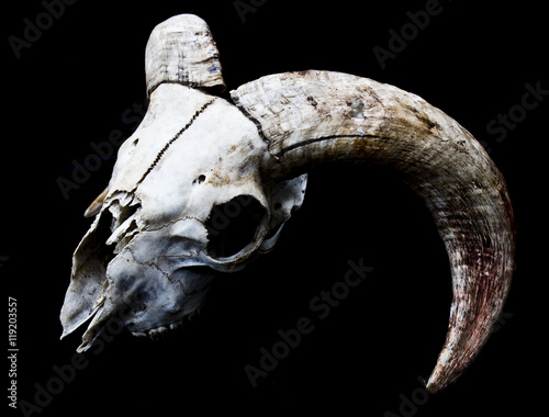 Horned Ram Sheep Skull Head On Black Background
