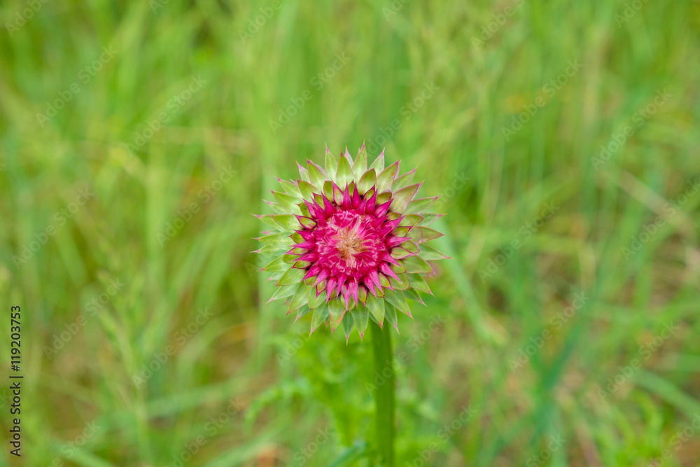 thistle flower on a background of steppe grass thistle flower on a background of steppe grass