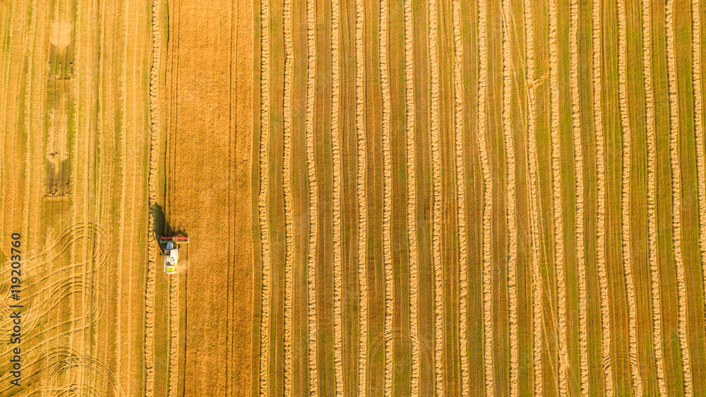 Harvester machine working in field . Combine harvester agriculture machine harvesting golden ripe wheat field. Agriculture. Aerial view. From above. Harvester machine working in field . Combine harvester agriculture machine harvesting golden ripe wheat field. Agriculture. Aerial view. From above.