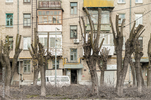 Trees with cut boughs in the courtyard of an apartment house