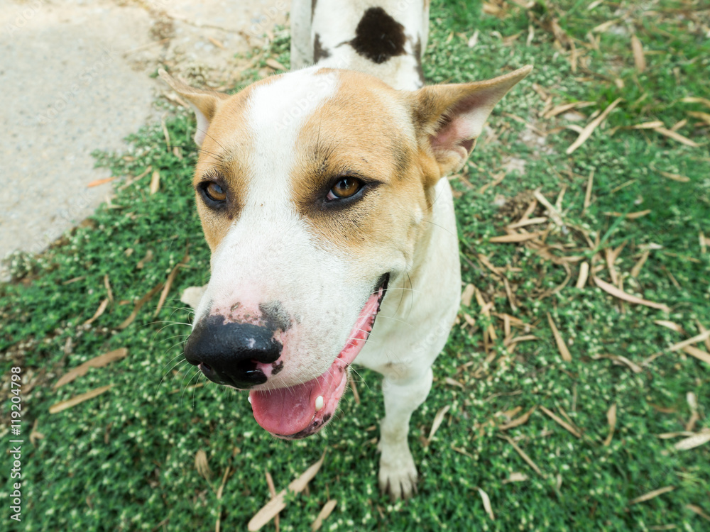 Thai dog is standing on the grass.His color is white and brown.