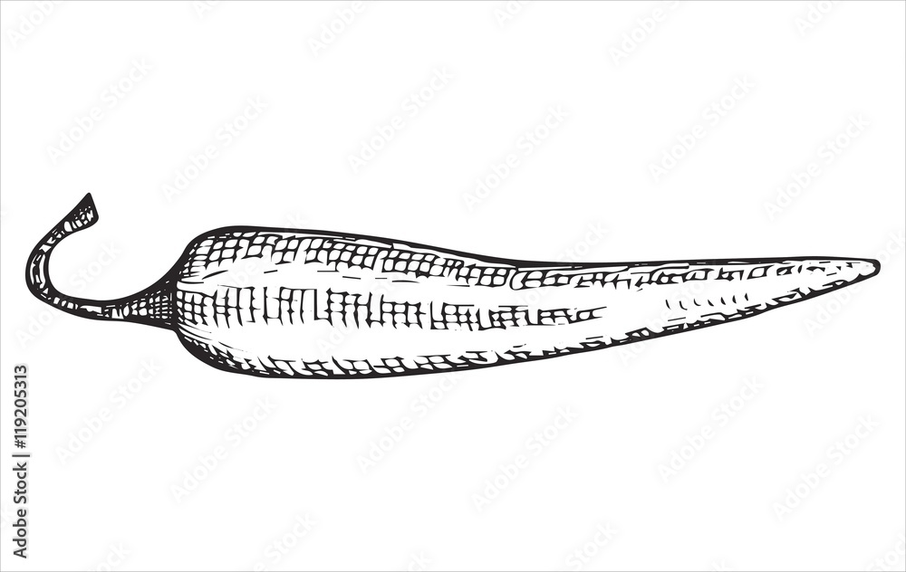 hot pepper drawing hot pepper drawing