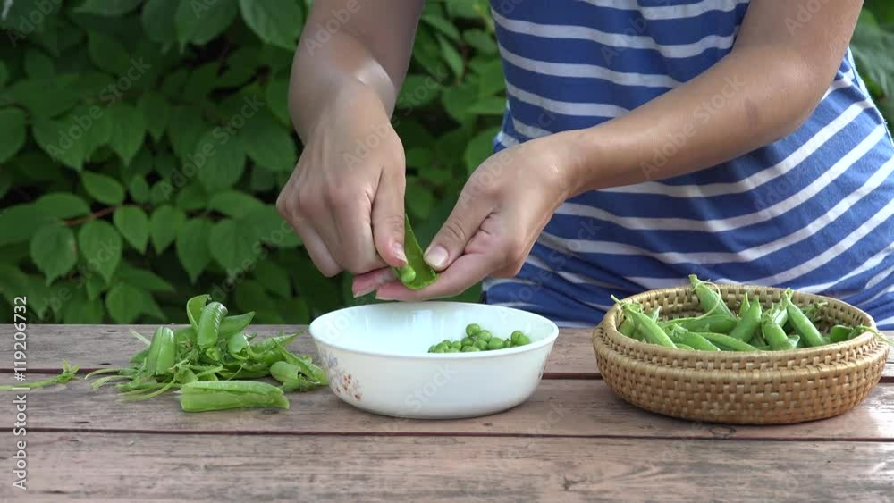female hand shell peas pod in plate on wooden table outdoor. 4K female hand shell peas pod in plate on wooden table outdoor. 4K