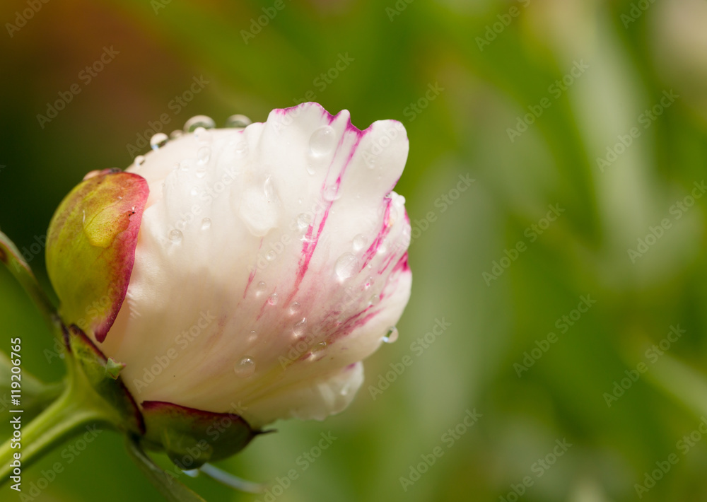 Petal of a white-pink peony with water drops Petal of a white-pink peony with water drops