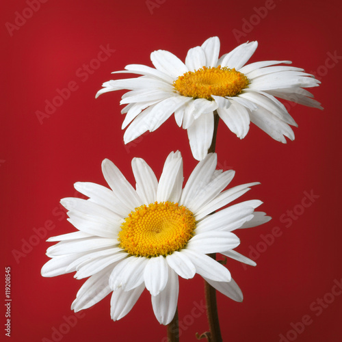 camomile flower on red