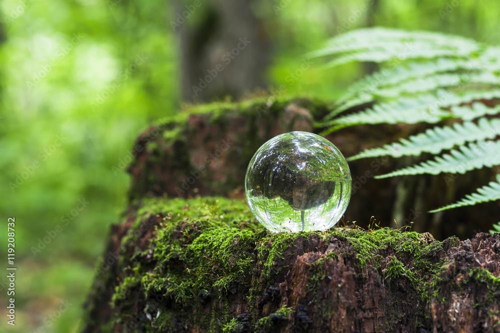 the concept of nature, green forest. Crystal ball on a wooden stump with leaves. Glass ball on a wooden stump covered with moss. the concept of nature, green forest. Crystal ball on a wooden stump with leaves. Glass ball on a wooden stump covered with moss.