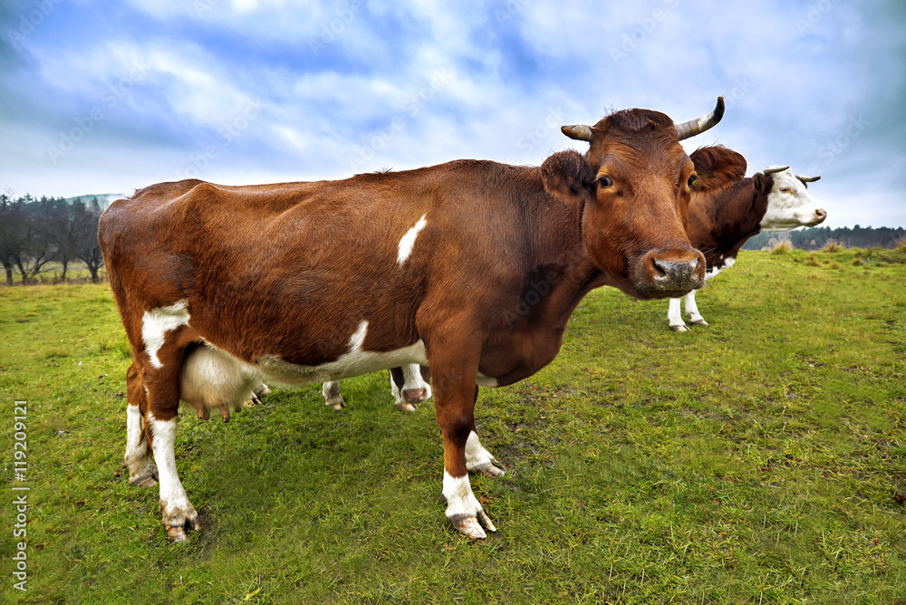 Black and Brown Cows Looking at Camera. Cow in the field. Cows. Black and Brown Cows Looking at Camera. Cow in the field. Cows.
