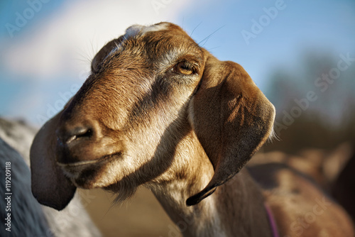 Portrait of a goat looking to a camera over blue sky background