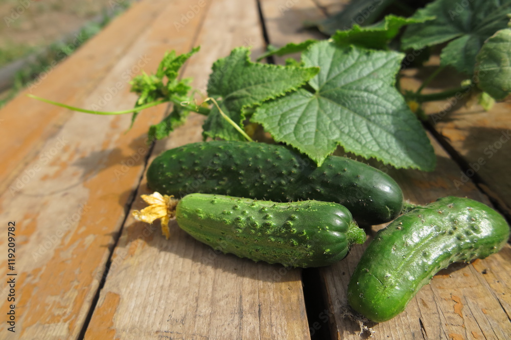Cucumbers with vines in the summer garden on pine boards Cucumbers with vines in the summer garden on pine boards