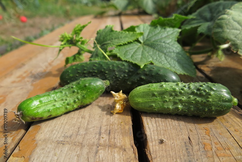 Cucumbers with vines in the summer garden on pine boards