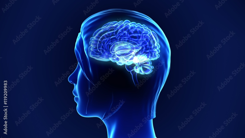 Human Brain Human Brain