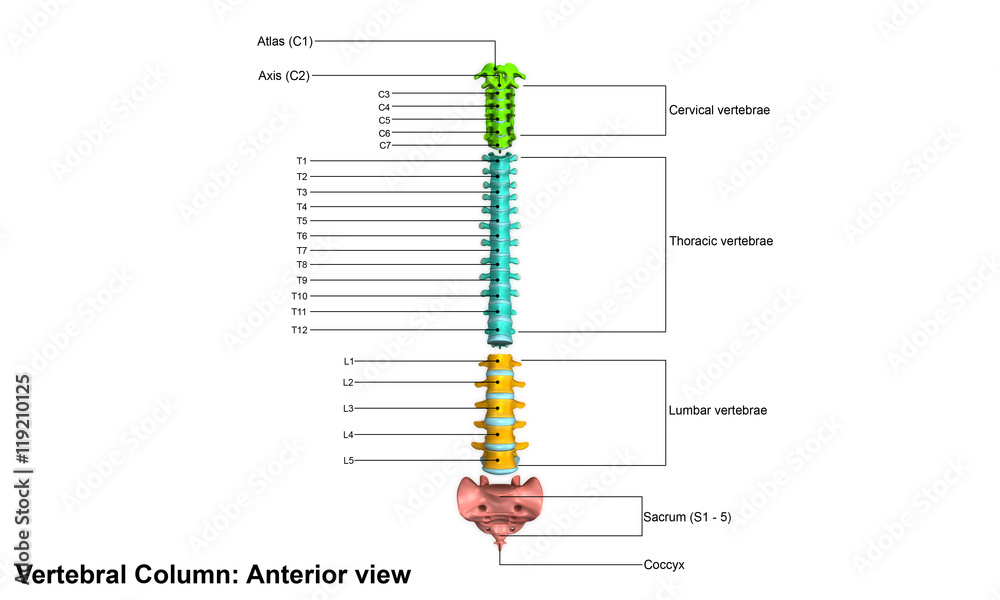 Foto Vertebral Column