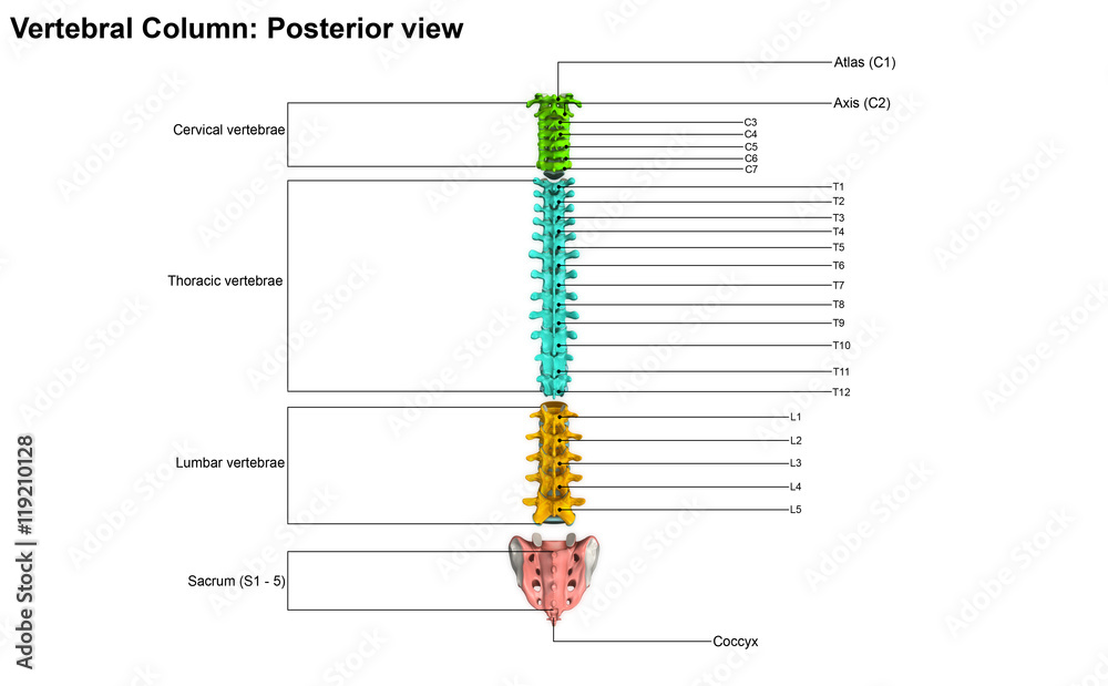 Fotografi Vertebral Column