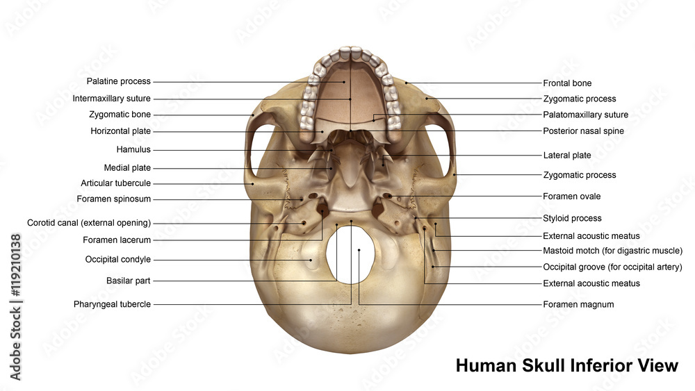 Foto Skull Inferior view
