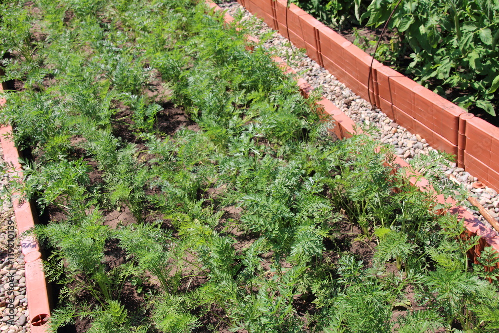 Carrot (Daucus carota) on the raised vegetable patch in the summer garden Carrot (Daucus carota) on the raised vegetable patch in the summer garden