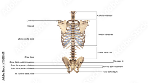 Skeleton Palpable spinous
