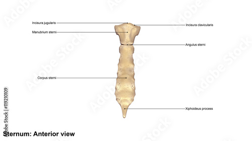 Sternum_Anterior view photo