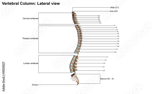 Vertebral Column