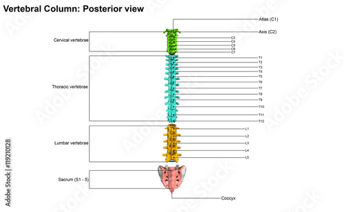 Fotografie Vertebral Column