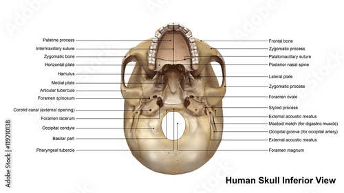 Skull Inferior view photo