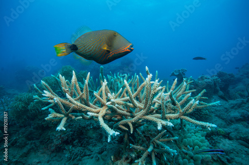 グリーン島のサンゴ礁