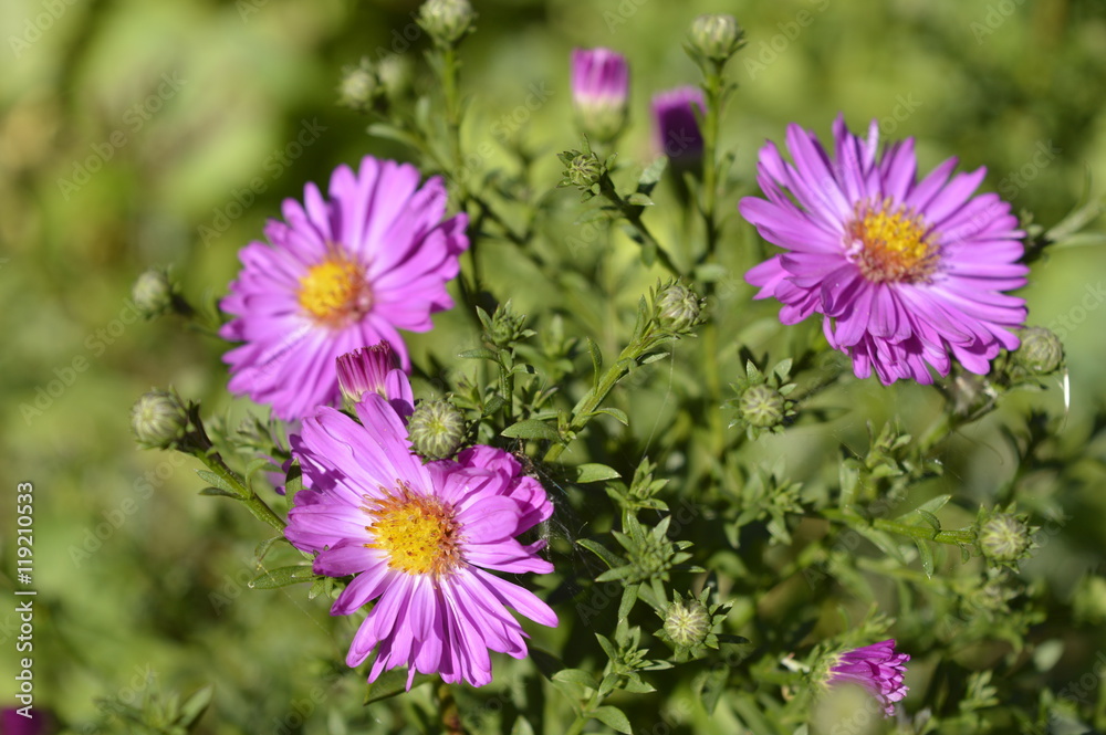 Asters - tiny autumn pink flowers
Asters - tiny autumn pink flowers