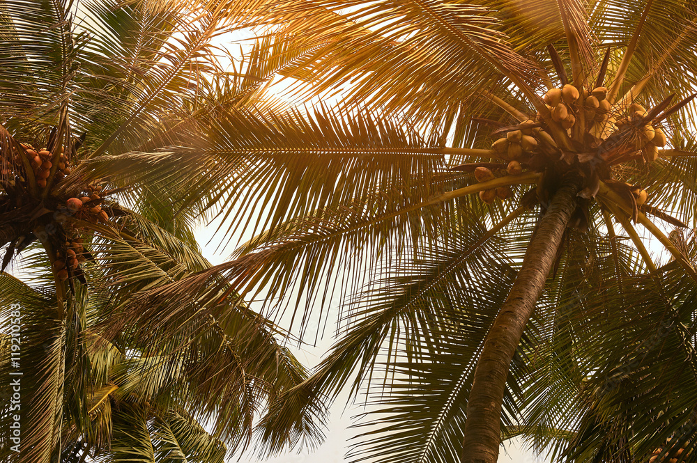 Palm trees at sunset light. Goa. India