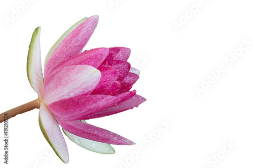 A beautiful pink waterlily or lotus flower