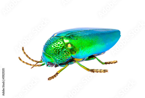 jewel beetle isolated on white background