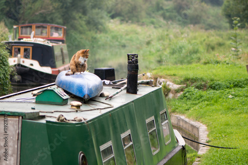 Foto Cat sitting on canoe on roof of canal boat