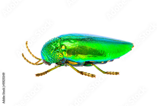 jewel beetle isolated on white background