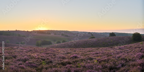 Purple Hills of Posbank, Hoge Veluwe