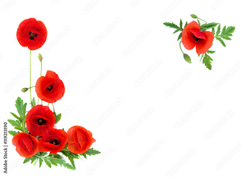 Obraz premium Red poppies Binomial name: Papaver rhoeas, common names: common poppy, corn poppy, corn rose, field poppy, Flanders poppy, red weed, coquelicot, headwark on white background with space for text