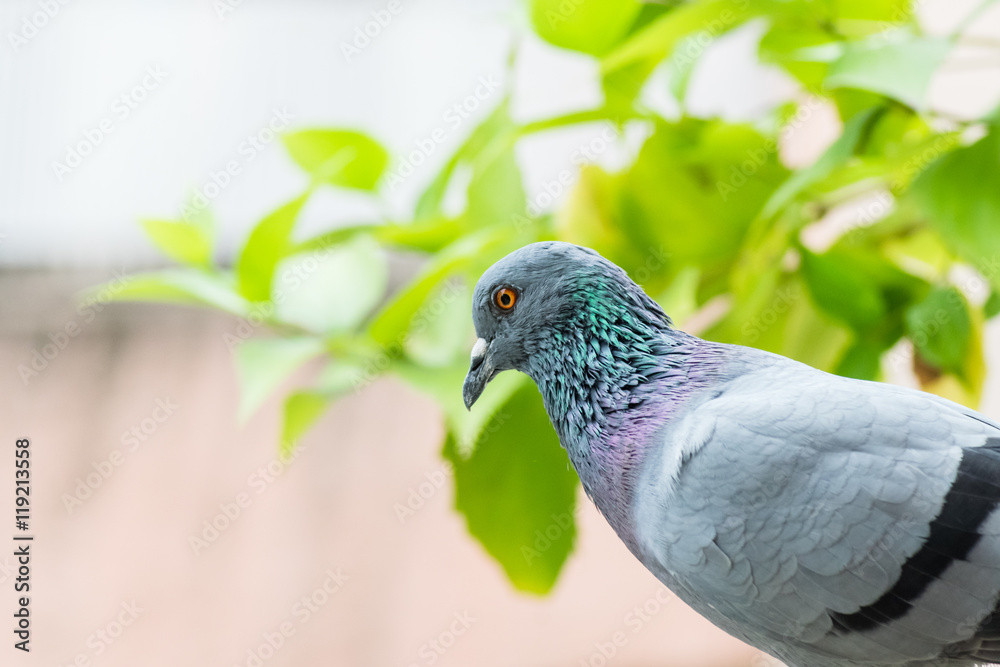 Fototapeta premium Rock Pigeon
