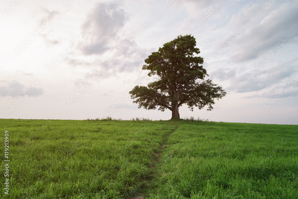 oak and maple grow together on green field in sunset oak and maple grow together on green field in sunset